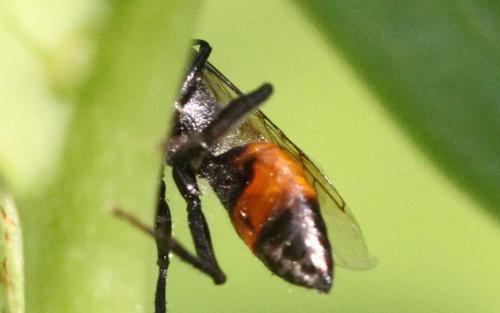 Astata sp.